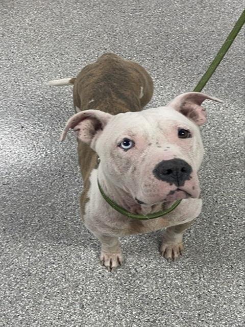 KASEY - Staffordshire Bull Terrier available for adoption