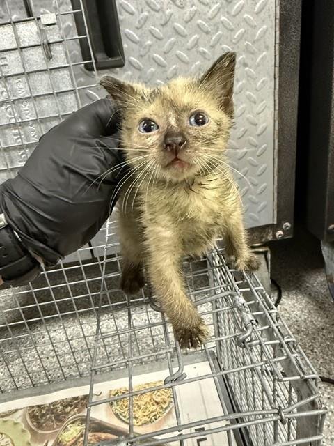 A184909 - Siamese available for adoption
