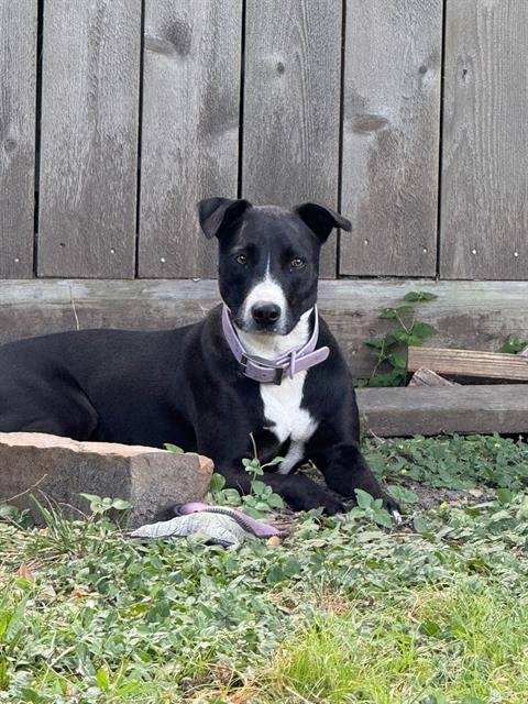 PENNY LANE - Pointer for adoption in Pasadena