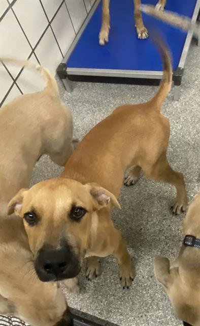 SHAKESPEARE - Black Mouth Cur available for adoption