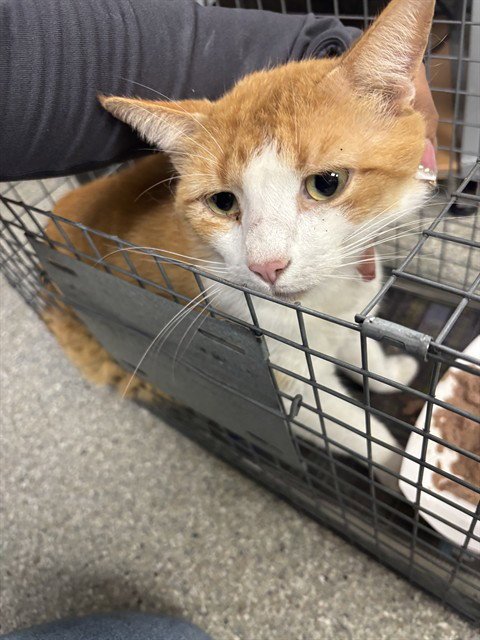 A184071 - Domestic Short Hair available for adoption