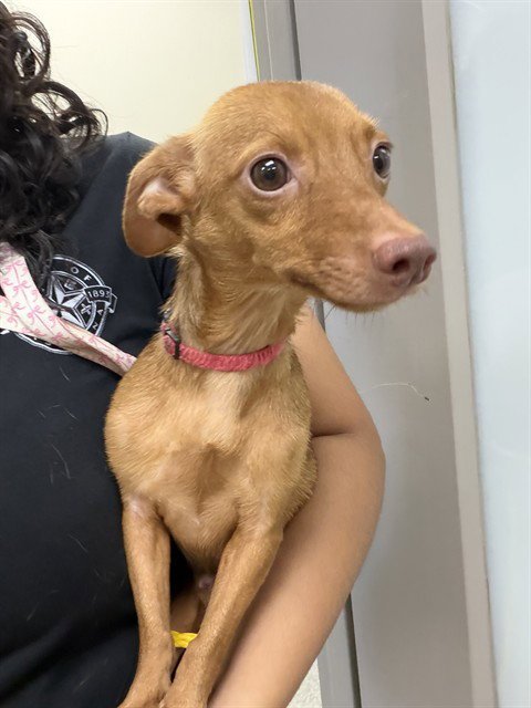 A187259 - Chihuahua available for adoption