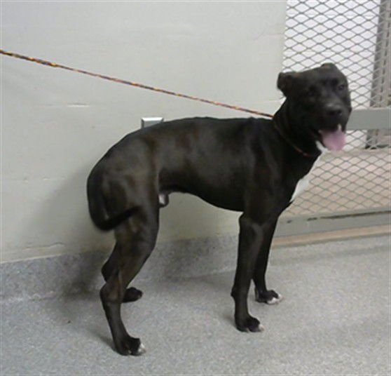 POE (ROLLY ROO) - American Pit Bull Terrier available for adoption