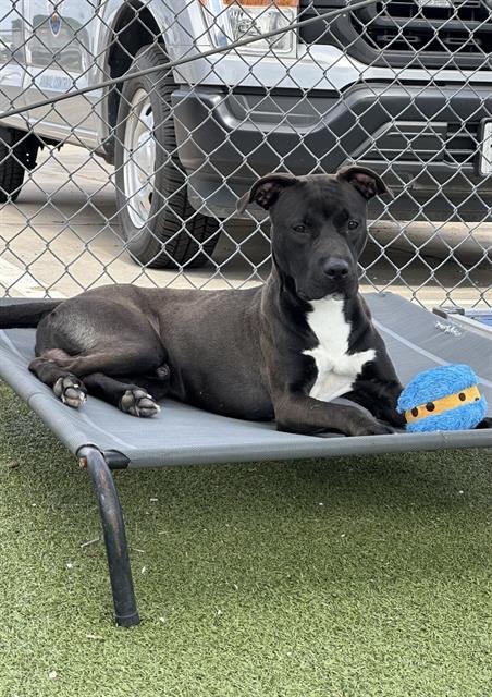 POE - American Pit Bull Terrier available for adoption