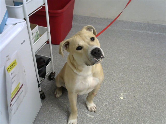BUSTER - Labrador Retriever available for adoption