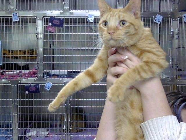 GOLDIE - Domestic Short Hair available for adoption