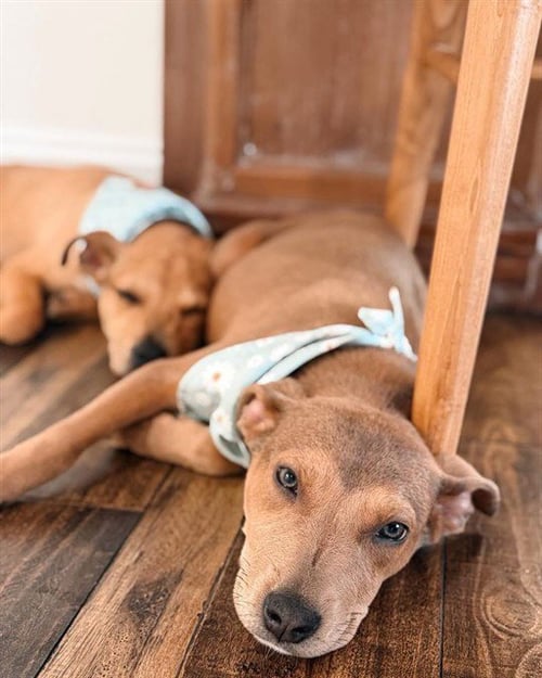 FLOWER - American Pit Bull Terrier for adoption in Pasadena