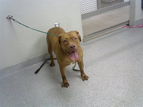 LUNA - Staffordshire Bull Terrier available for adoption