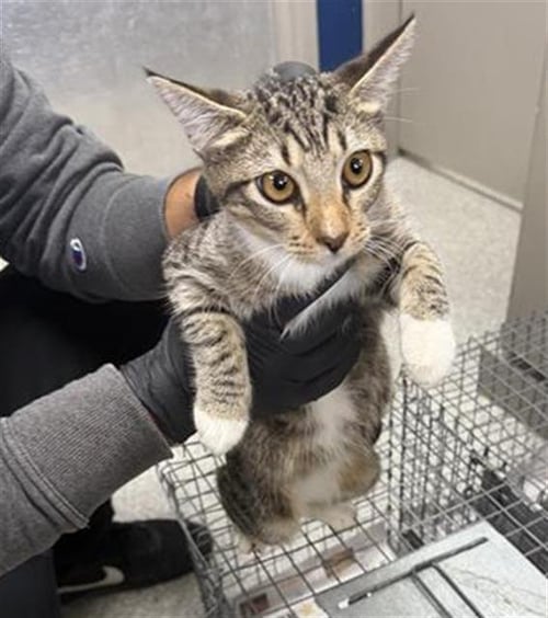 A188973 - Domestic Short Hair available for adoption