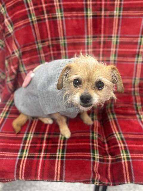 PETUNIA - Brussels Griffon available for adoption