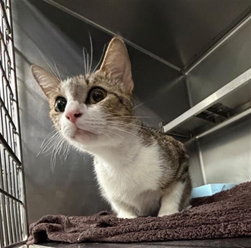 A184644 - Domestic Short Hair available for adoption