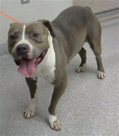 FAOLAN - American Staffordshire Terrier available for adoption