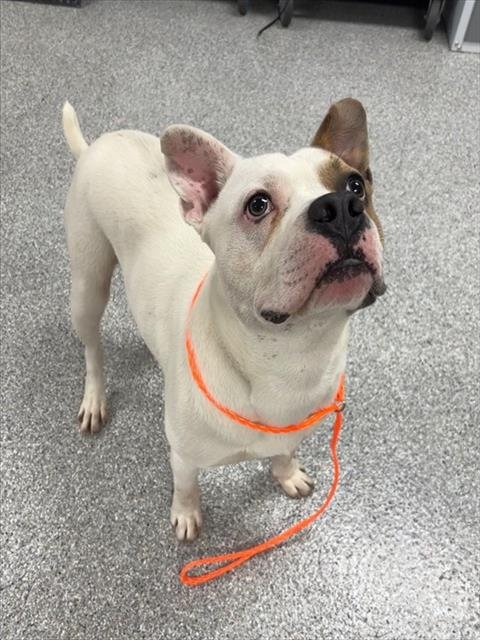 BUTTERS - American Pit Bull Terrier available for adoption