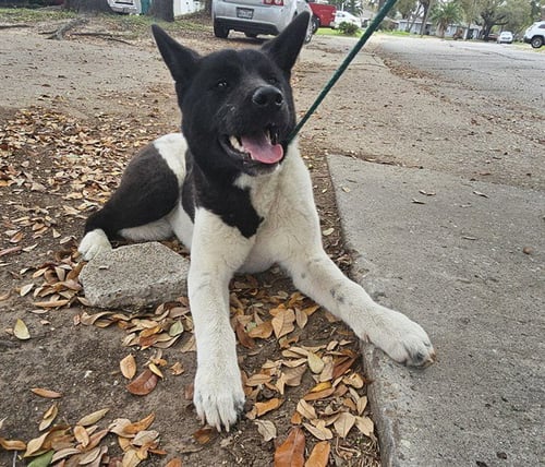 MOO MOO - Akita available for adoption