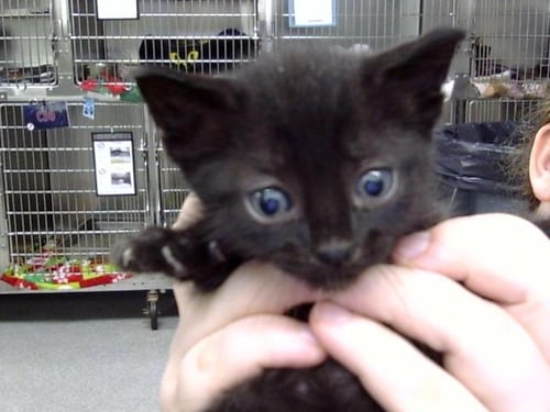 A187649 - Domestic Short Hair available for adoption
