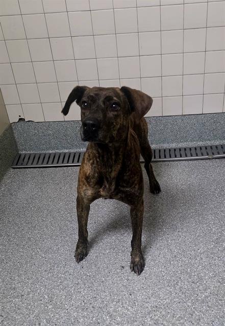 BLOSSOM - American Pit Bull Terrier available for adoption