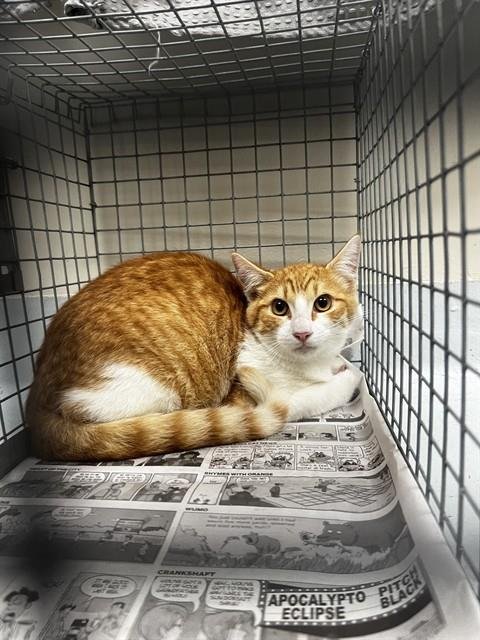 MORTY - Domestic Short Hair available for adoption