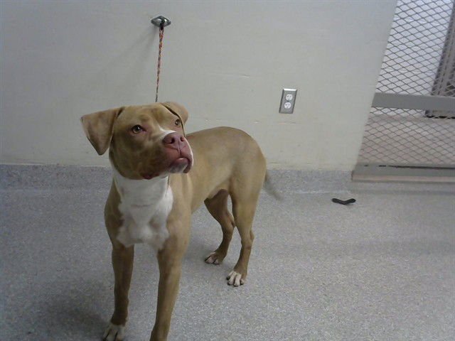 GARY - American Pit Bull Terrier for adoption in Pasadena