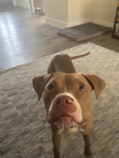 GARY - American Pit Bull Terrier available for adoption