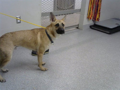 A186511 - Belgian Shepherd Malinois available for adoption
