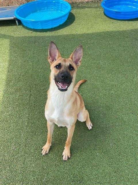 RIGBY - Belgian Shepherd Malinois for adoption in Pasadena