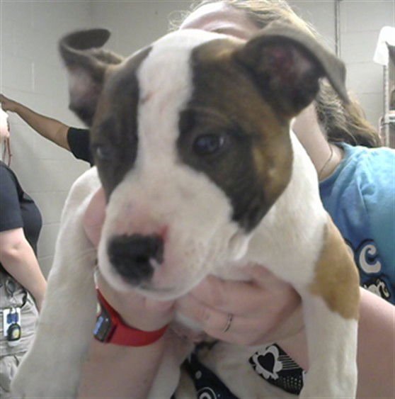 AUTUMN - American Pit Bull Terrier available for adoption