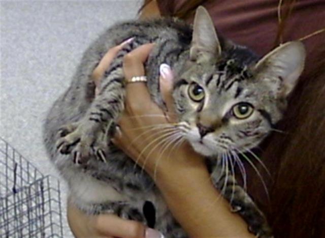 SASSY - Domestic Short Hair available for adoption