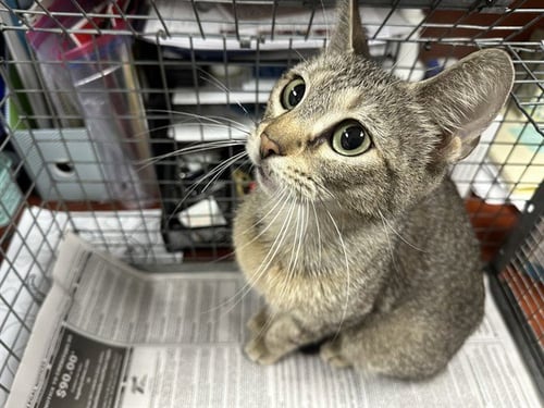 A185032 - Domestic Short Hair available for adoption