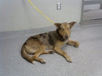 CEASAR - Photo 1
