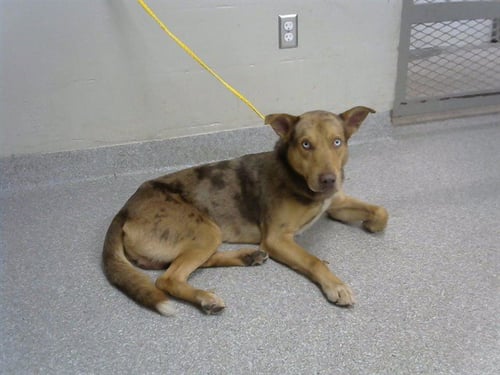 CEASAR - German Shepherd Dog for adoption in Pasadena