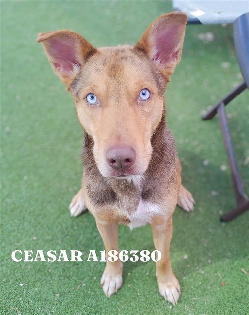 CEASAR Image