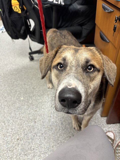 KING JULIAN - German Shepherd Dog available for adoption