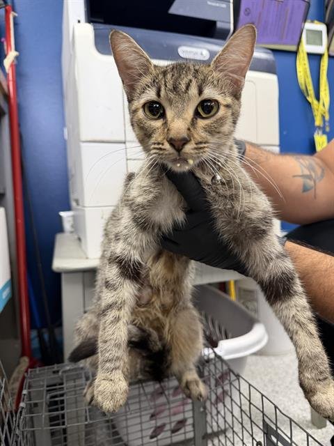LULU - Domestic Short Hair available for adoption