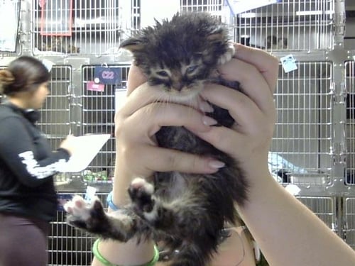 A184781 - Domestic Short Hair available for adoption