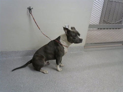 BRUCE - American Pit Bull Terrier available for adoption