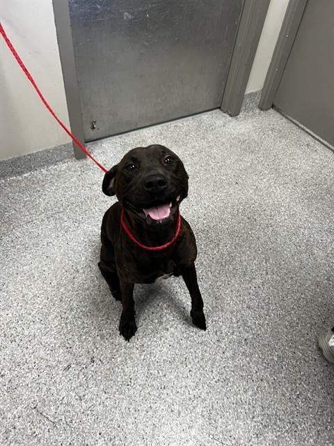 RHYA - Boxer / Labrador Retriever available for adoption