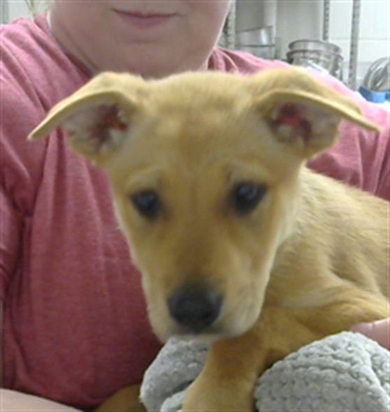 LEIA - Carolina Dog available for adoption