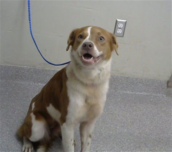 PAISLEY - Australian Shepherd available for adoption