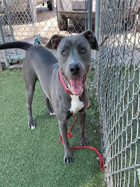 LADY - American Pit Bull Terrier available for adoption