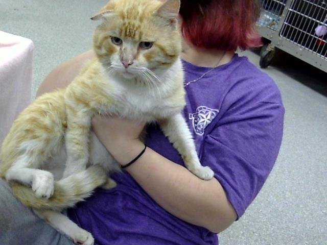 CHURRO - Domestic Short Hair available for adoption