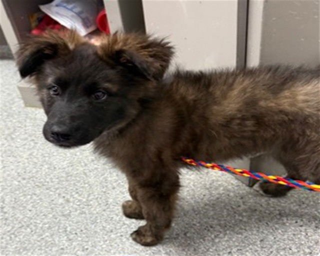 SPROUT - German Shepherd Dog available for adoption