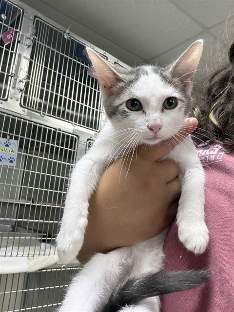 A186730 - Domestic Short Hair available for adoption