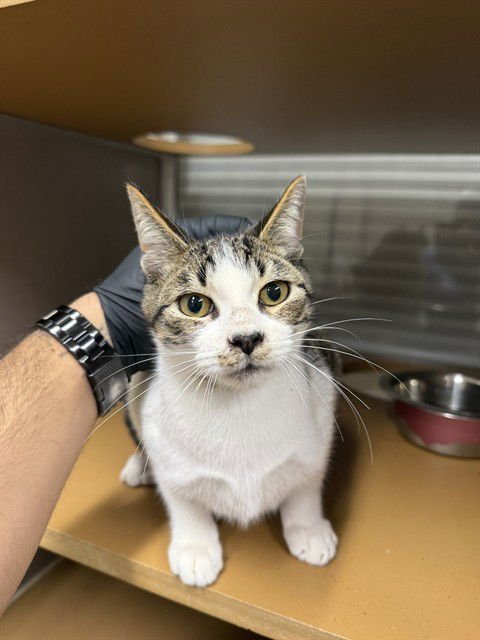 STANLEY - Domestic Short Hair available for adoption