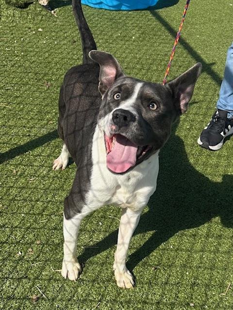 HOMER - American Pit Bull Terrier available for adoption