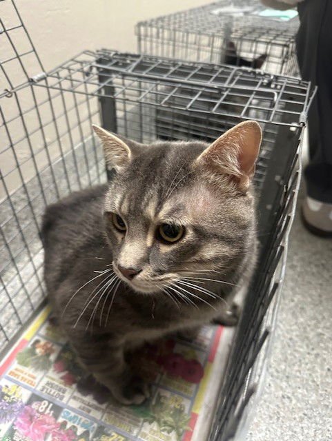 RINGLE - Domestic Short Hair available for adoption