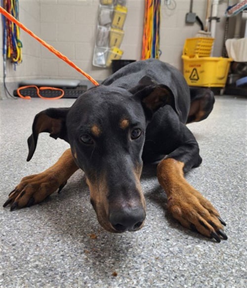 A188570 - Doberman Pinscher available for adoption