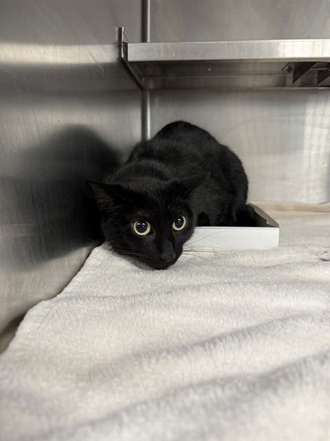 KENTA - Domestic Short Hair available for adoption