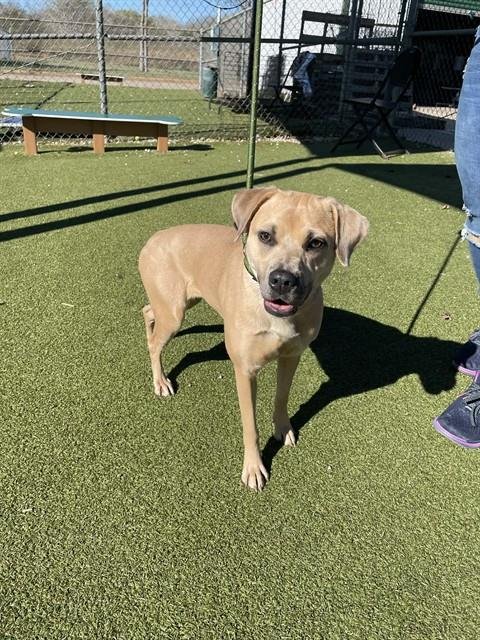 BELL - Staffordshire Bull Terrier available for adoption