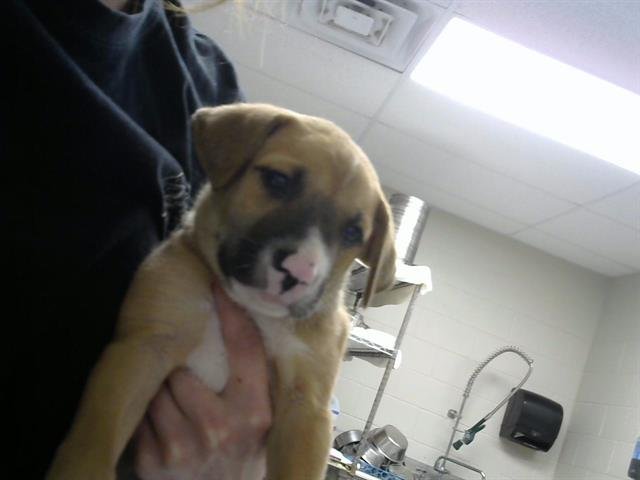 LOTTIE - Siberian Husky available for adoption