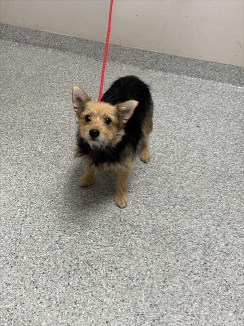 BELLA - Yorkshire Terrier Yorkie available for adoption
